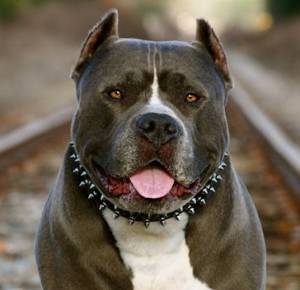 Museruole adatte per American Pit Bull terrier, in metallo, cuoio, pelle, comode e sicure