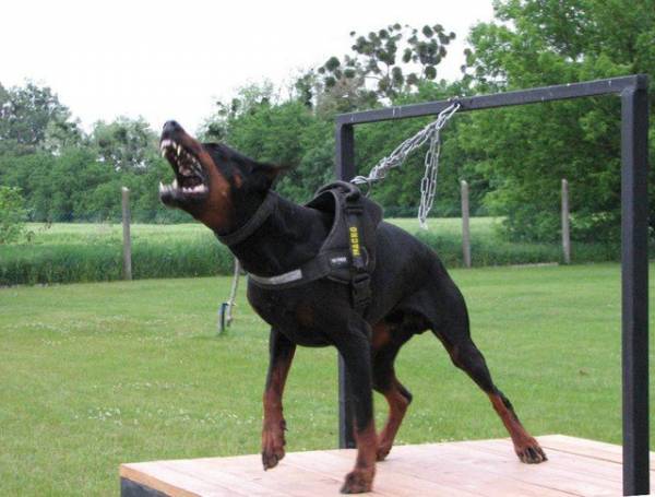 esempio Moschettone Panico Sgancio rapido per addestramento cani