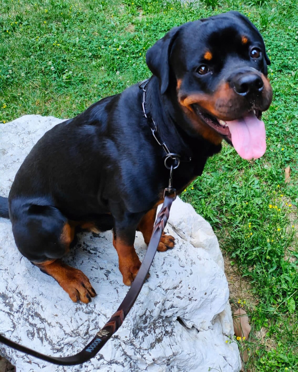 Guinzaglio in cuoio doppia maniglia per Rottweiler personalizzato è su misura Eurodog