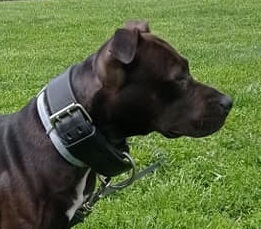 Collare adatto per pitbull amstaff e simili in cuoio cucito da 50mm