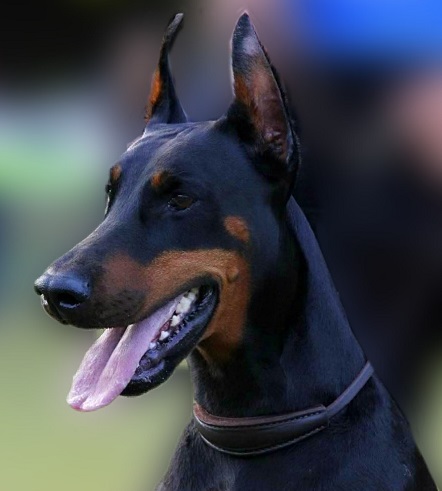 Eurodog Collare in pelle regolabile da Expo per Dobermann, P.Tedesco, Boxer