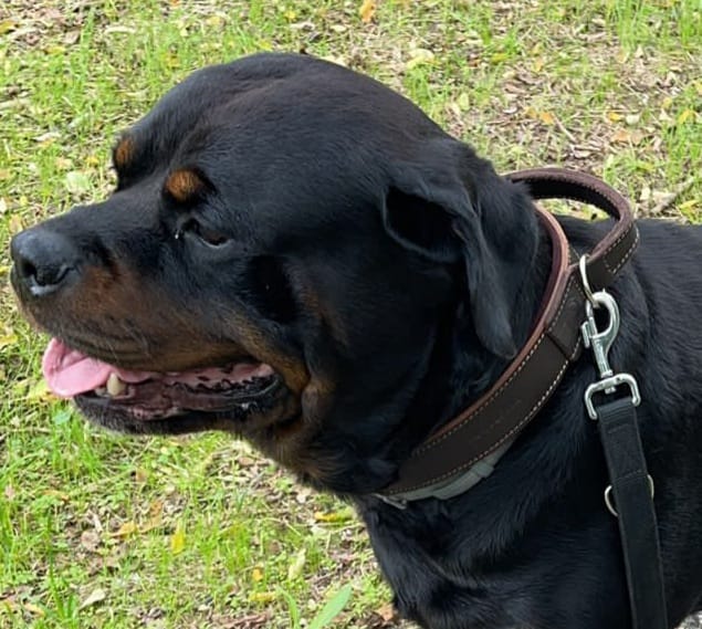 Collare in Pelle con Maniglia comoda per Rottweiler