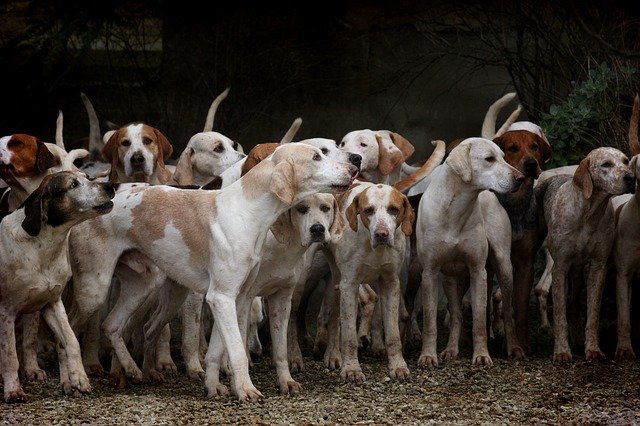 Prodotti e accessori per cane da caccia