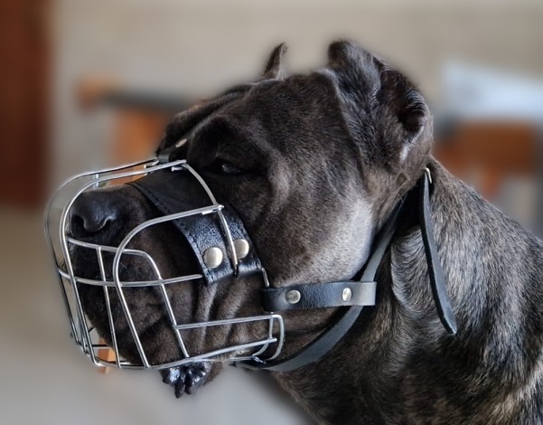 Museruola Metallica per Cane Corso eurodog