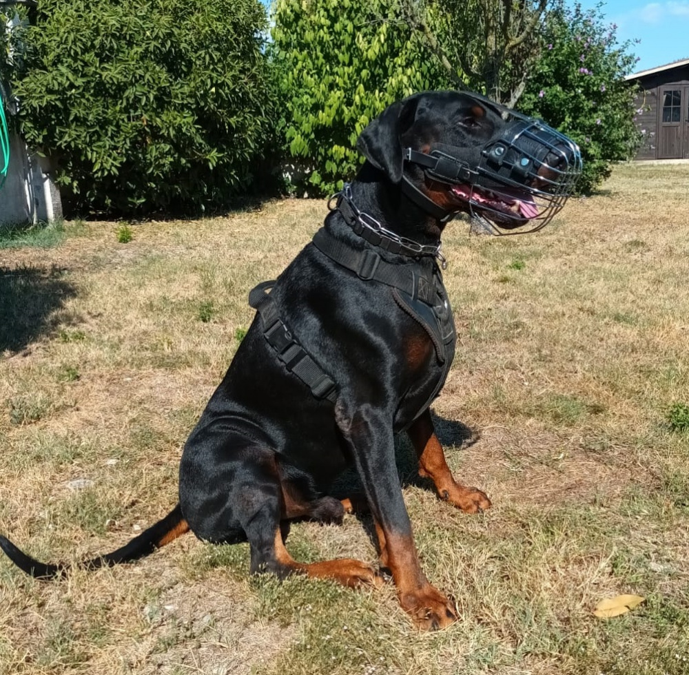 Pettorina per Dobermann in Nylon con Maniglia da Allenamento è formazione marchio eurodog