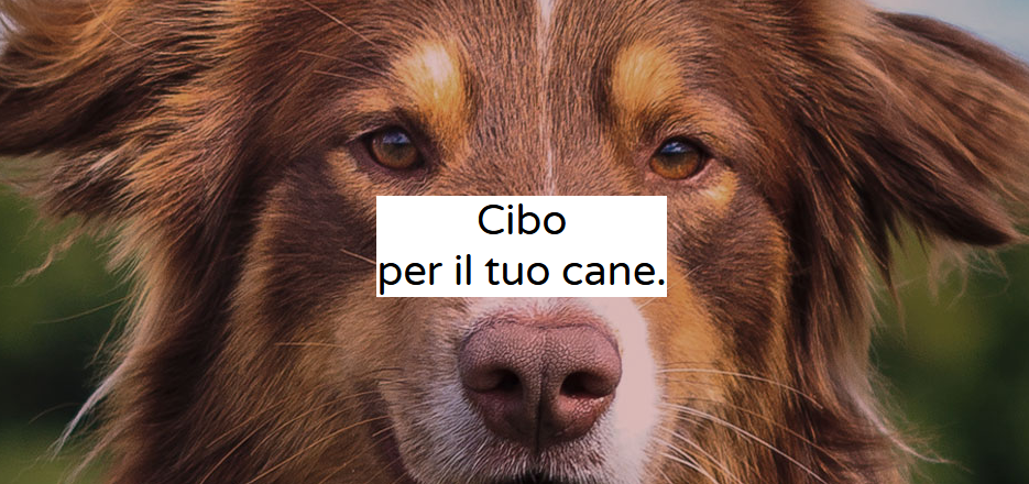 ByrbaFresh cibo secco per cani è una linea studiata per l’alimentazione dei cani atletici e sportivi