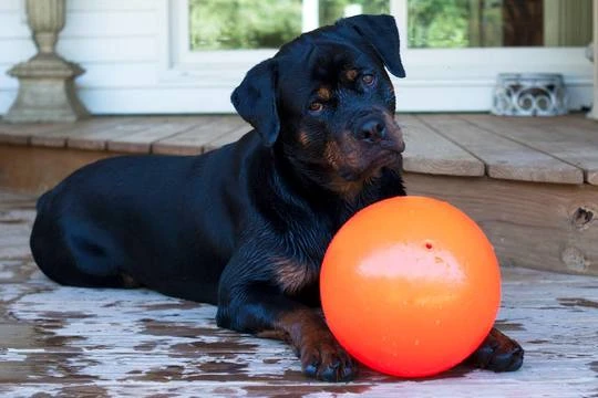 Pallone Jolly Pets divertimento per Rottweiler
