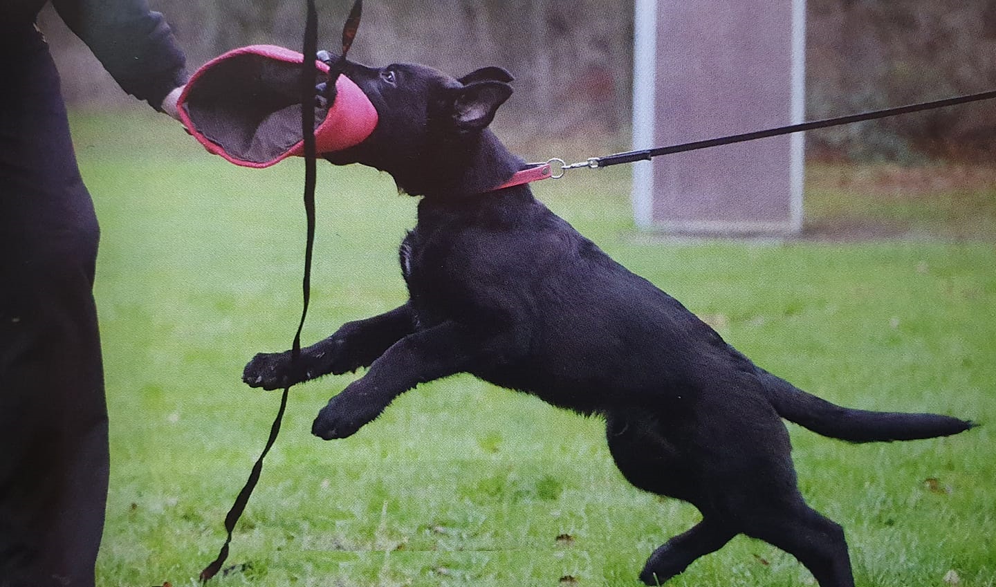 Prodotti per addestramento Cuccioli eurodog