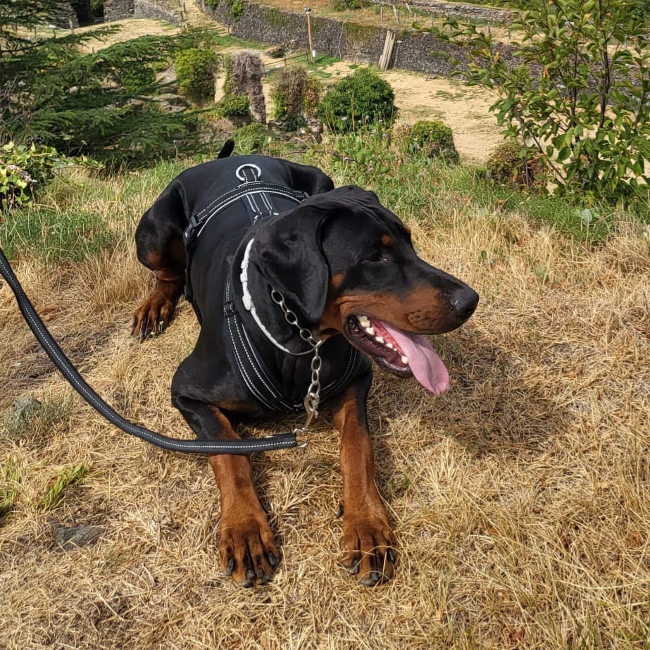 Sprenger Pettorina in nylon per cani a Y - nera - Eurodog cane sportivo
