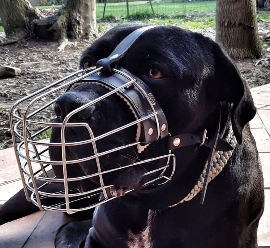 Museruola Cane Corso con Cestello Metallico Comoda e Sicura