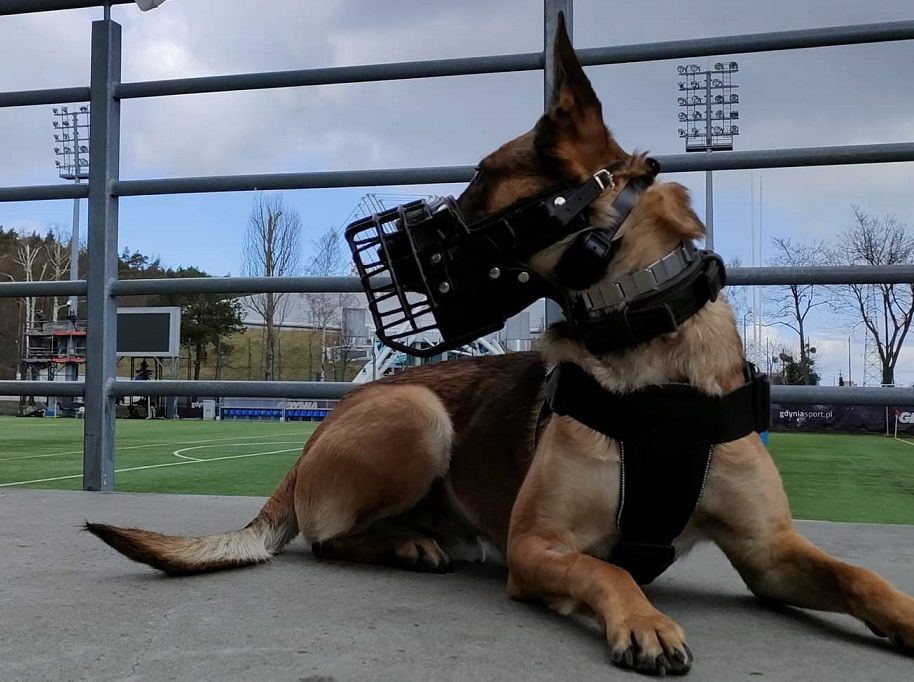 Museruola Malinois - Polizia K9 Militari eurodog