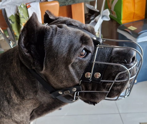 Museruola Metallica per Cane Corso