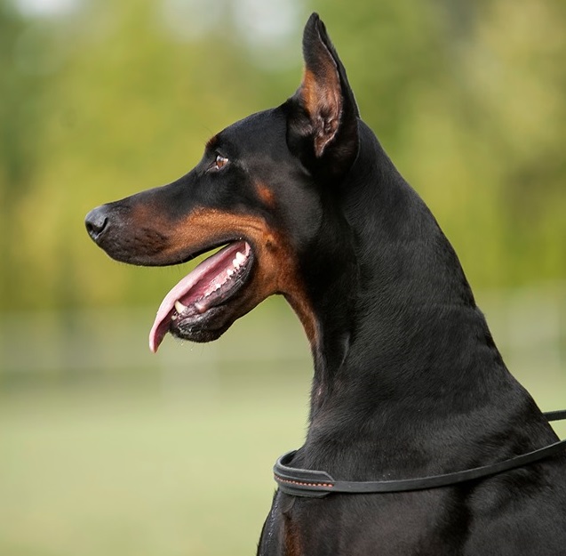 Collare da Ring da Gara in Pelle Morbida per dobermann