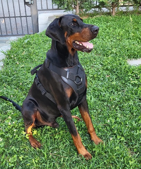 Pettorina in Nylon con Maniglia da Allenamento per Dobermann marchio eurodog