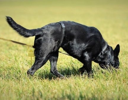 Pettorine Böttcher da Pista e tracciamento per cani addestramento IGP