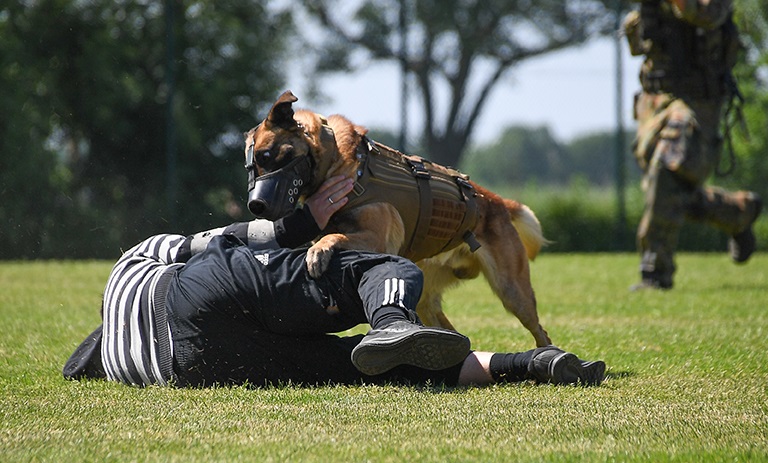 Polizia e K9 Militari attrezzature per addestramento professionale