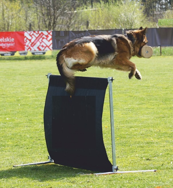 Ostacolo Salto pieghevole è regolabile per l'Addestramento del cane eurodog