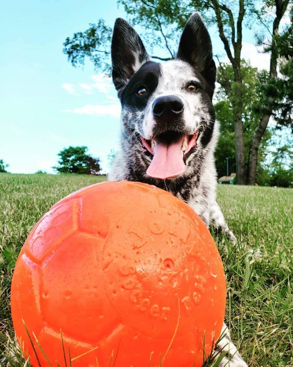 Pallone divertimanto per cani Jolly Soccer Ball Large